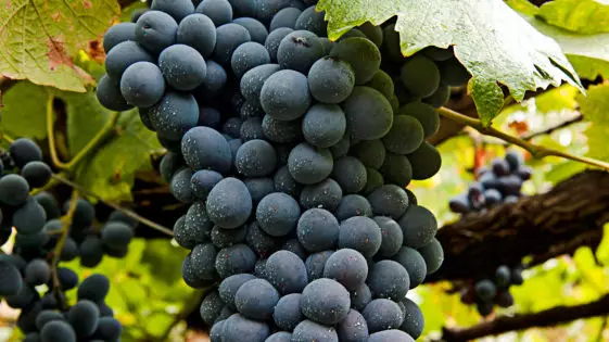 Rotwein